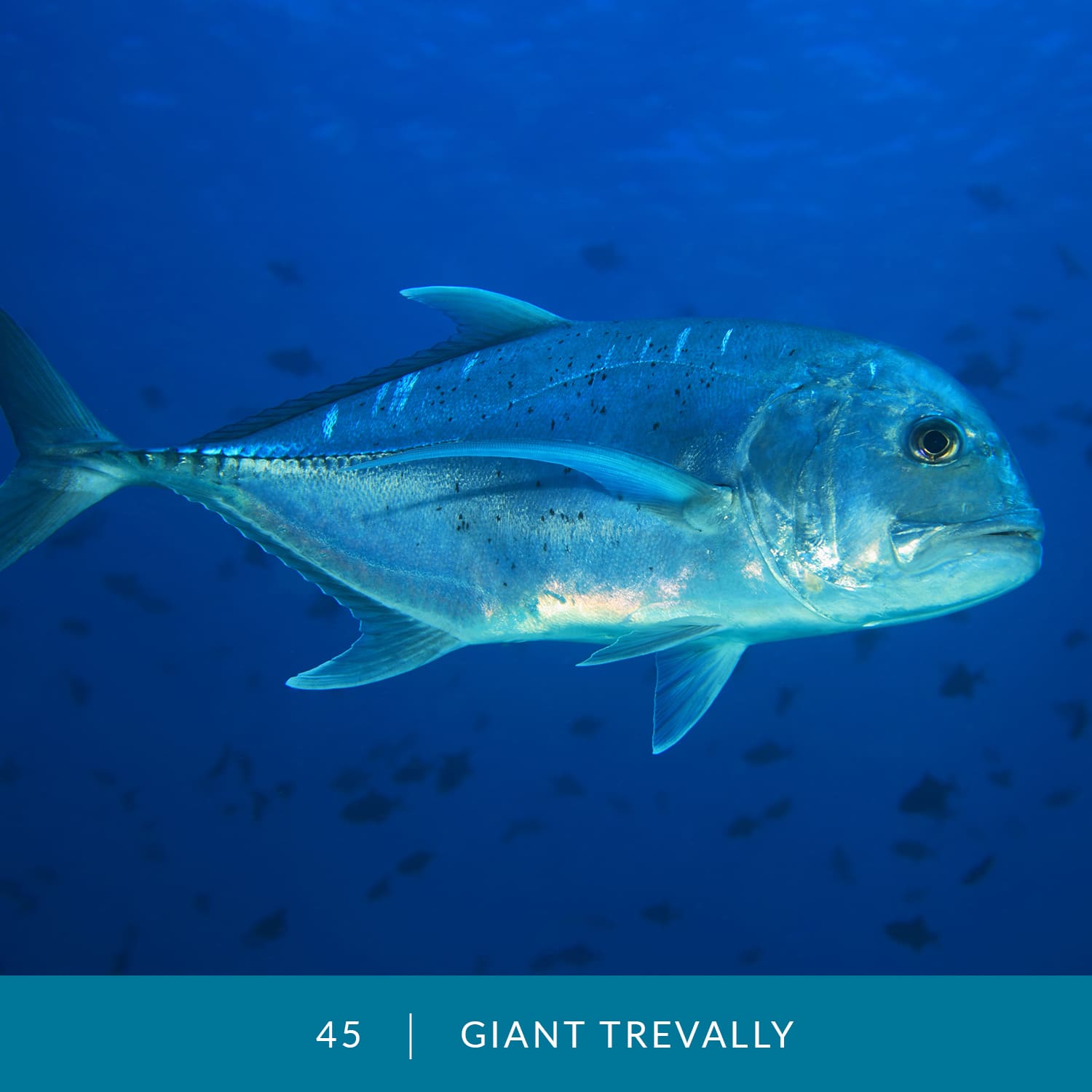 VESS_Fish_Cards_2022_45_Giant-Trevally