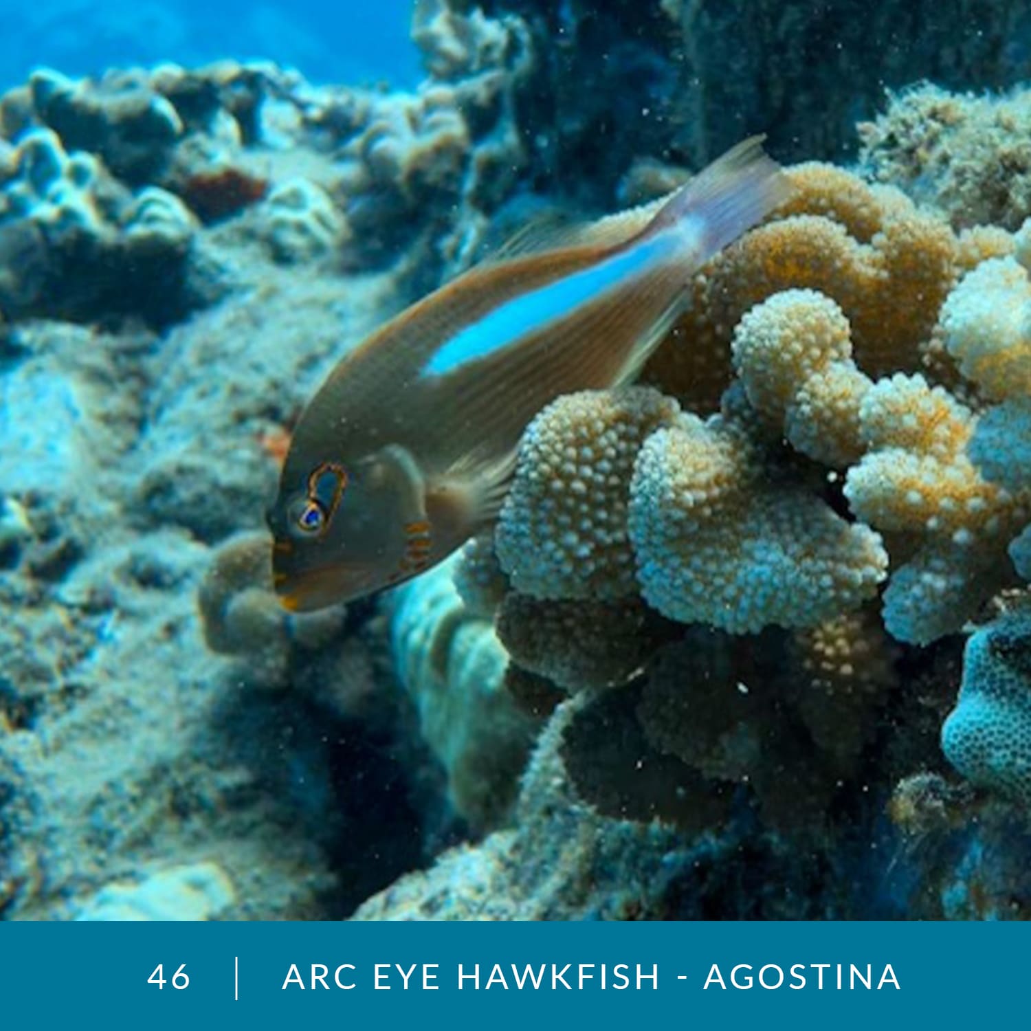 VESS_Fish_Cards_2022_46_Arc-Eye-Hawkfish-Agostina