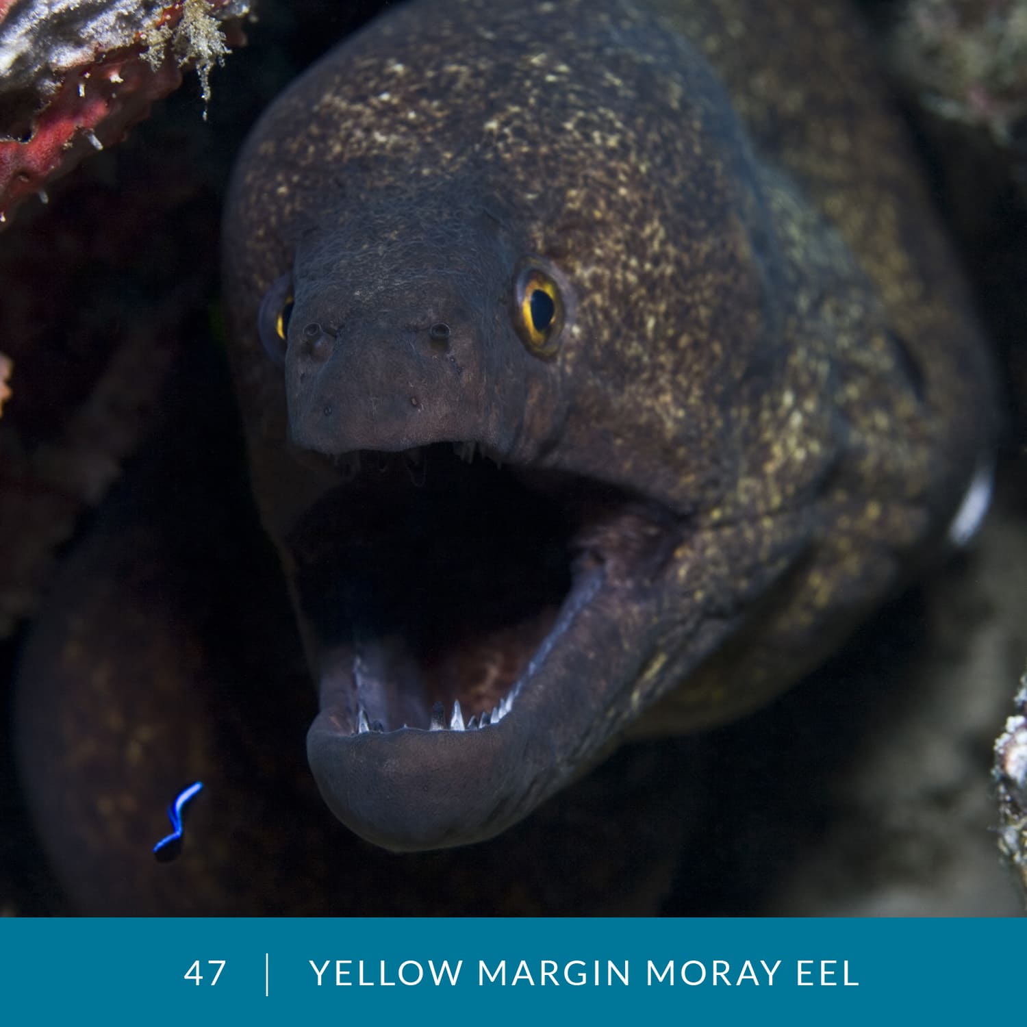 VESS_Fish_Cards_2022_47_Yellow_Margin_Moray_Eel