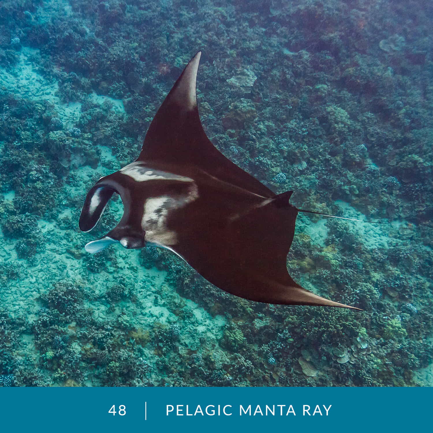 VESS_Fish_Cards_2022_48_Pelagic_Manta_Ray