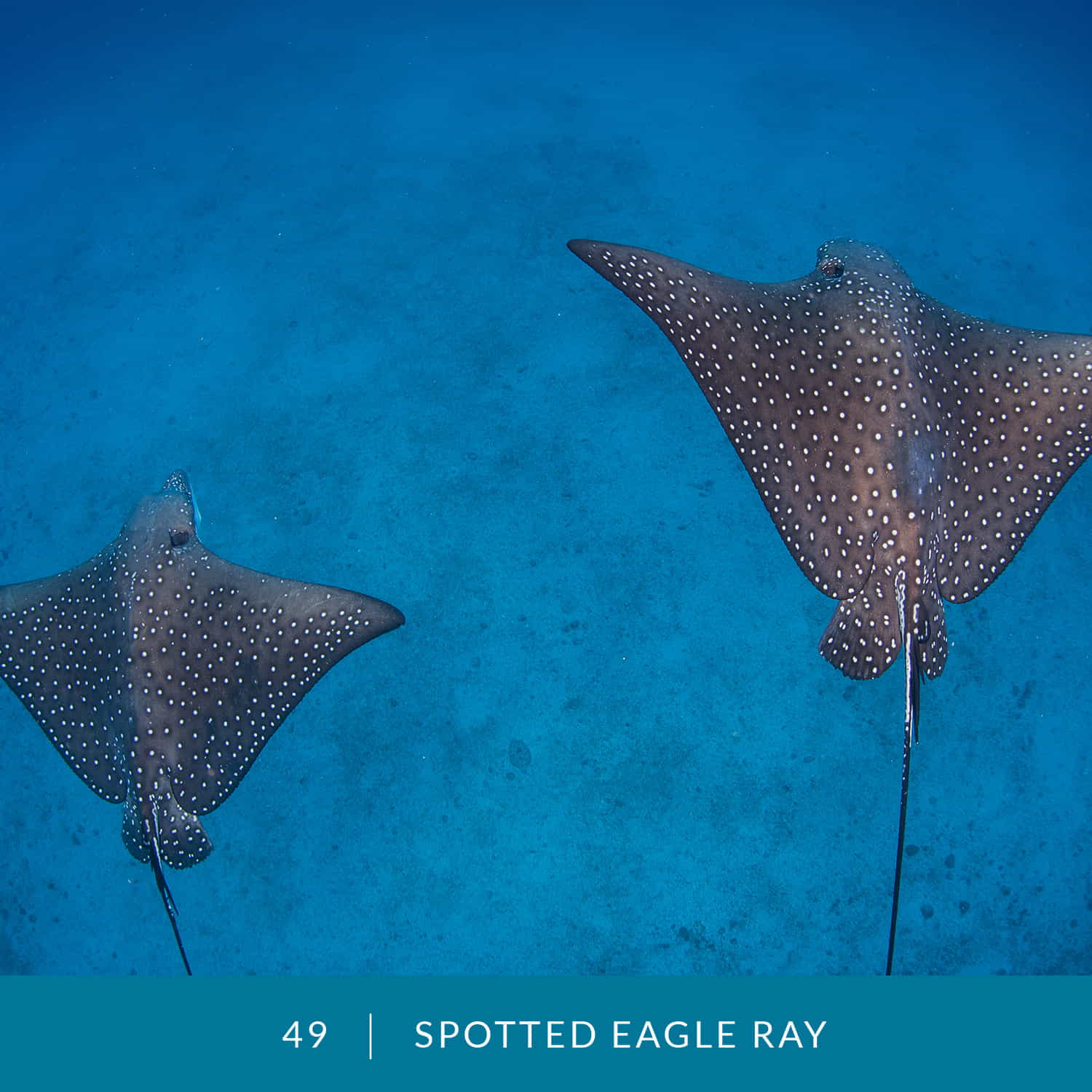 VESS_Fish_Cards_2022_49_Spotted-Eagle-Ray