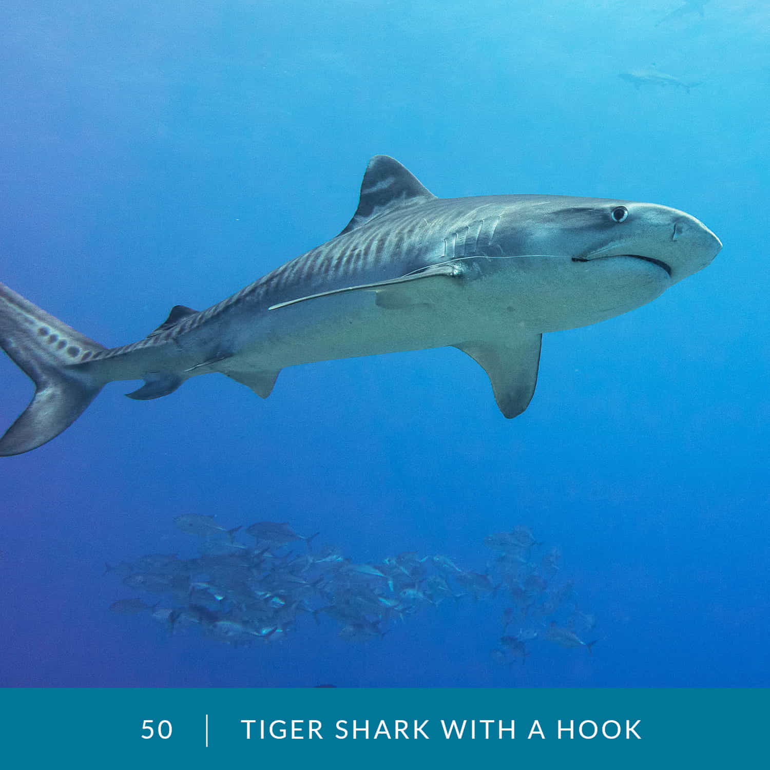 VESS_Fish_Cards_2022_50_Tiger_Shark_with_a_hook