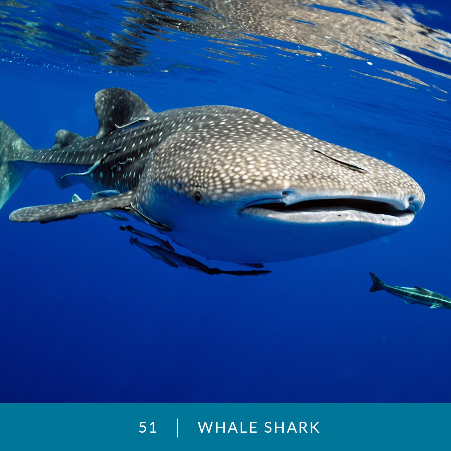 VESS_Fish_Cards_2022_51_Whale-Shark