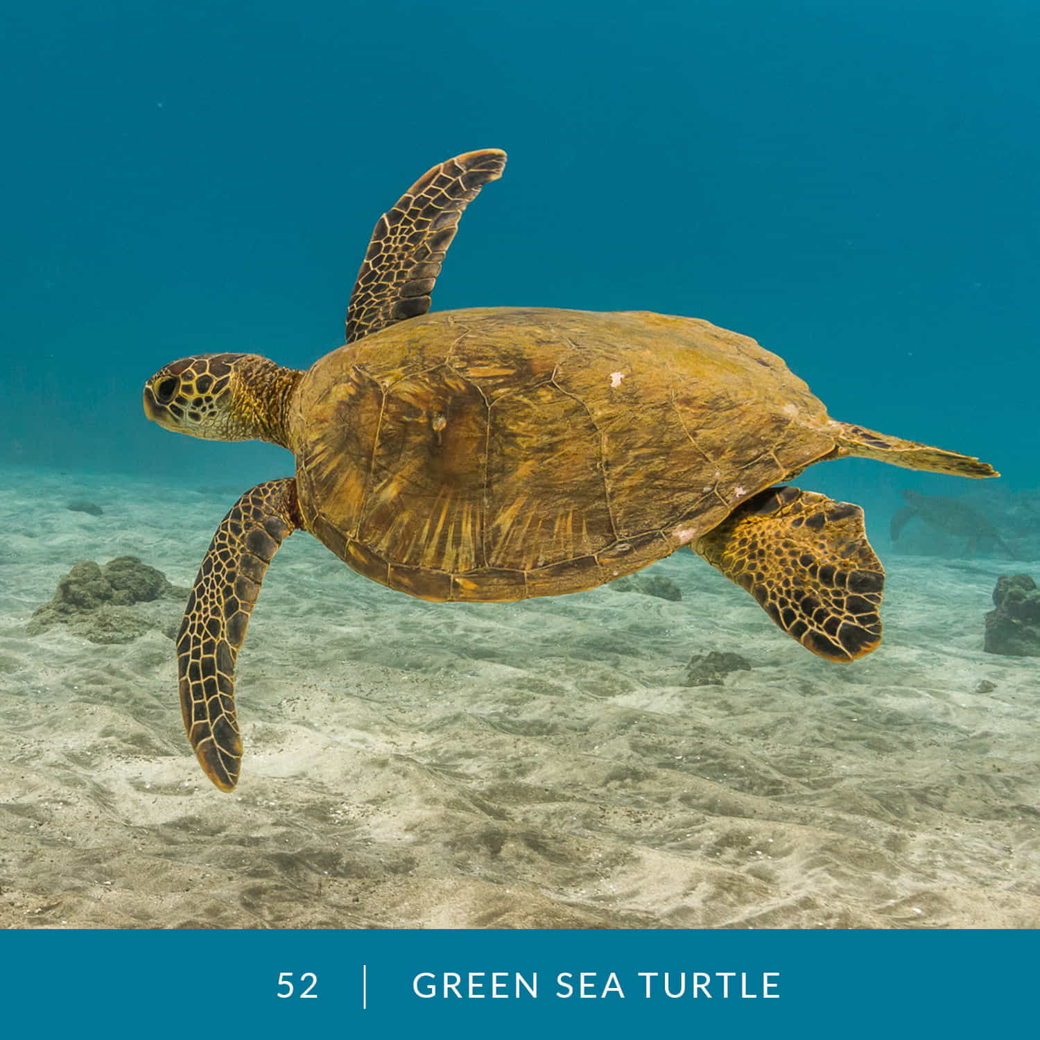 VESS_Fish_Cards_2022_52_Green_Sea_Turtle