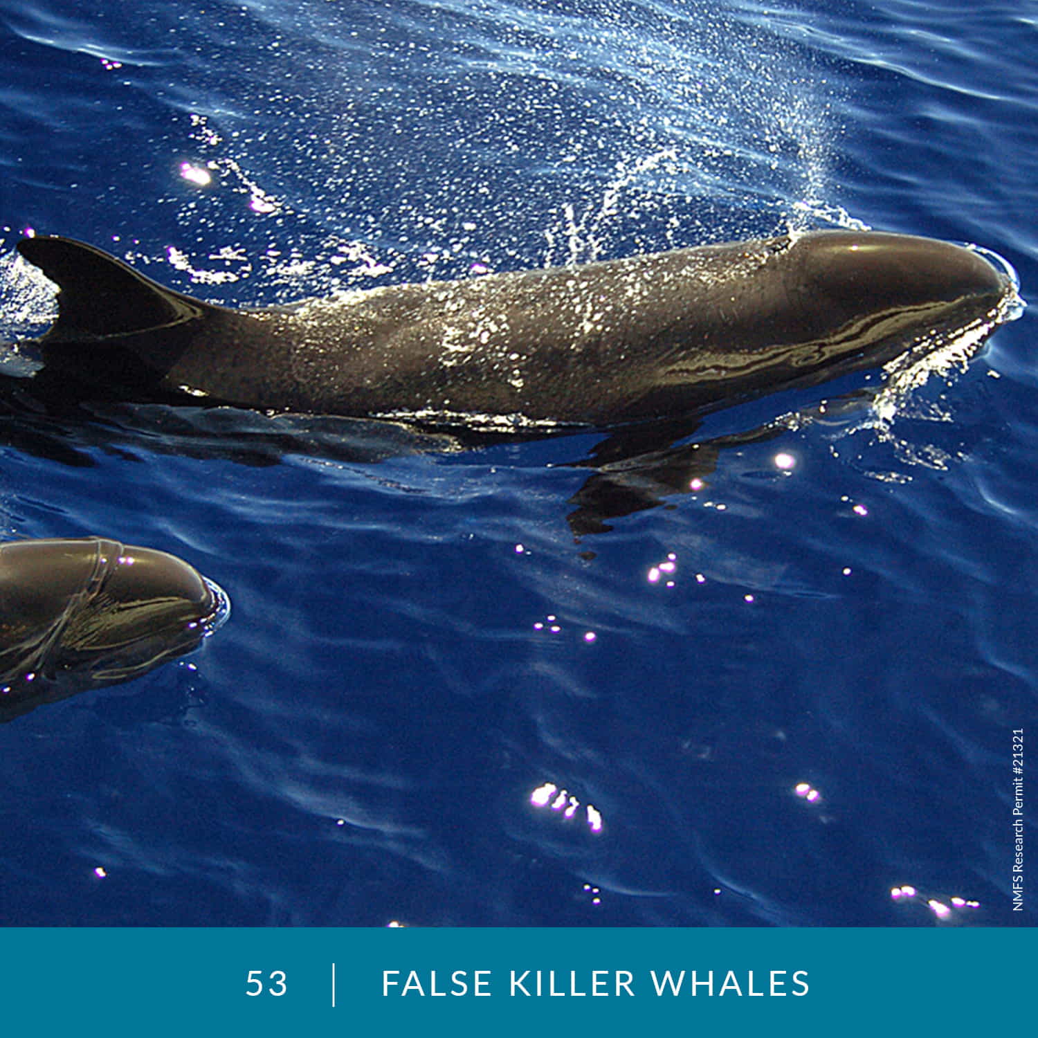 VESS_Fish_Cards_2022_53_False-Killer-Whales