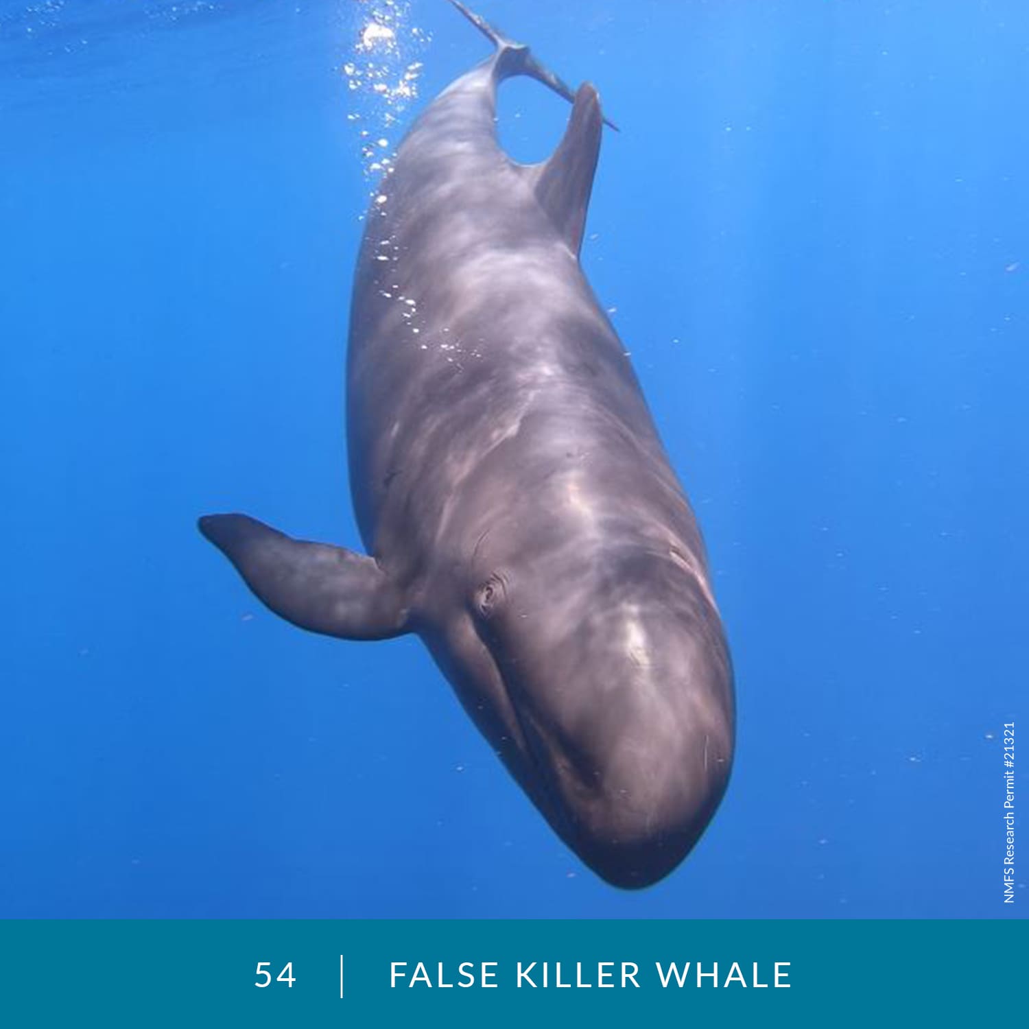 VESS_Fish_Cards_2022_54_False-Killer-Whale