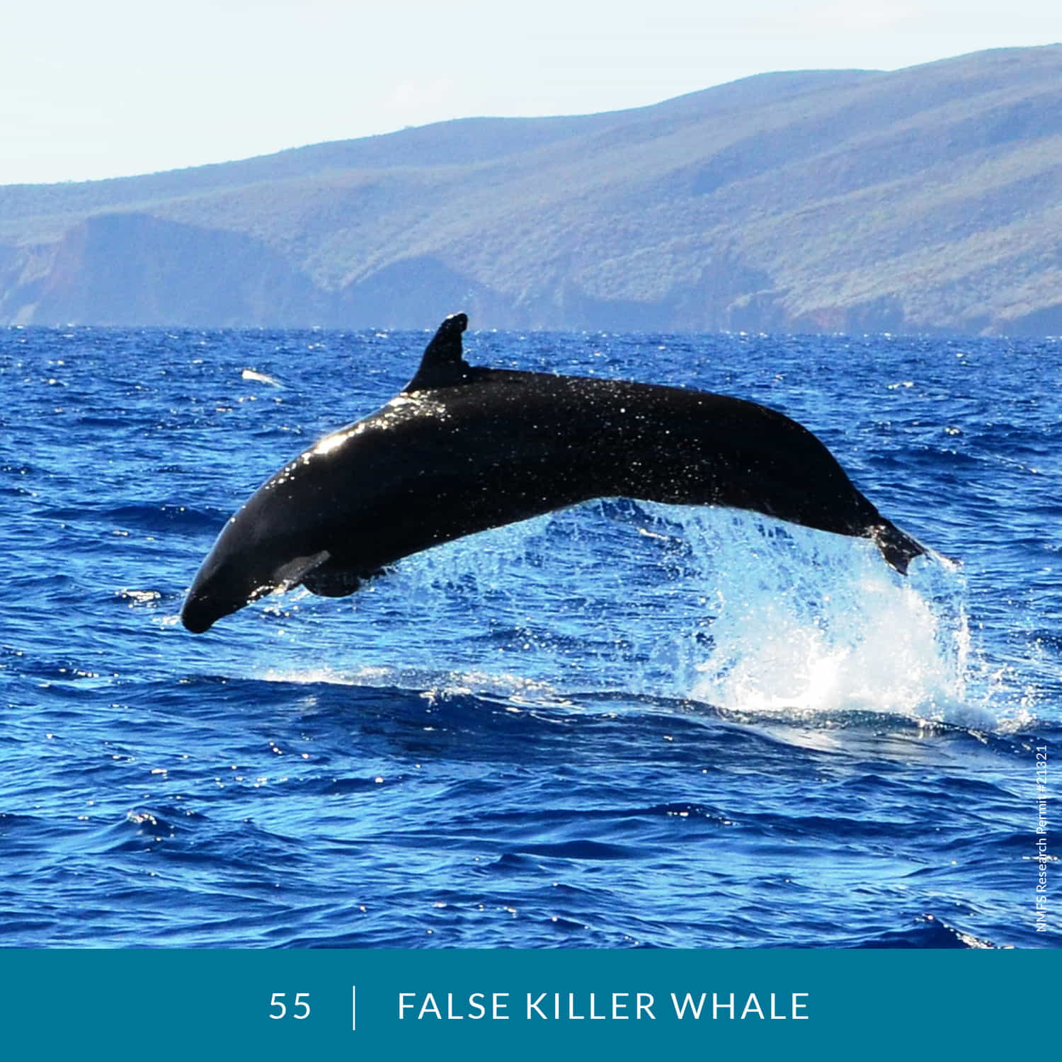 VESS_Fish_Cards_2022_55_False-Killer-Whale