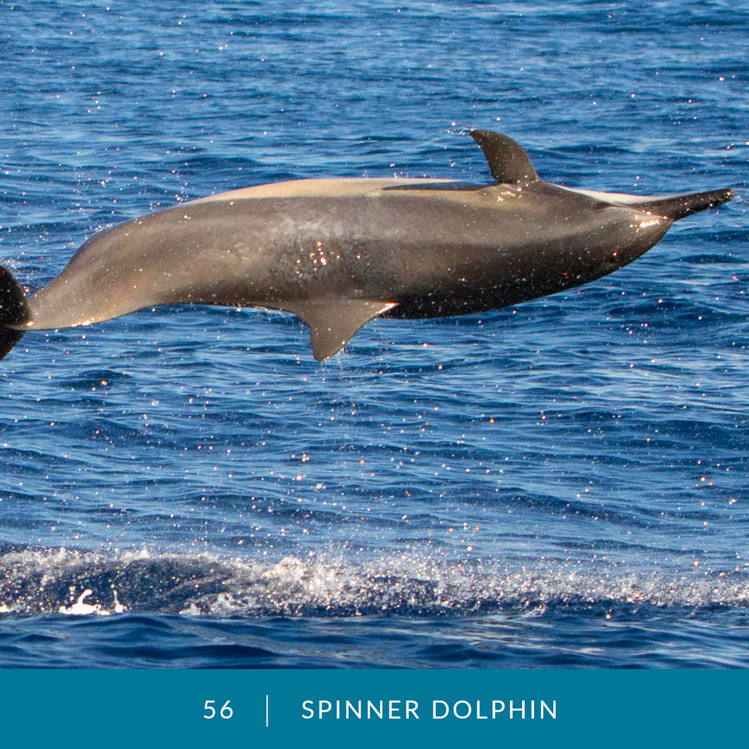 VESS_Fish_Cards_2022_56_Spinner-Dolphin