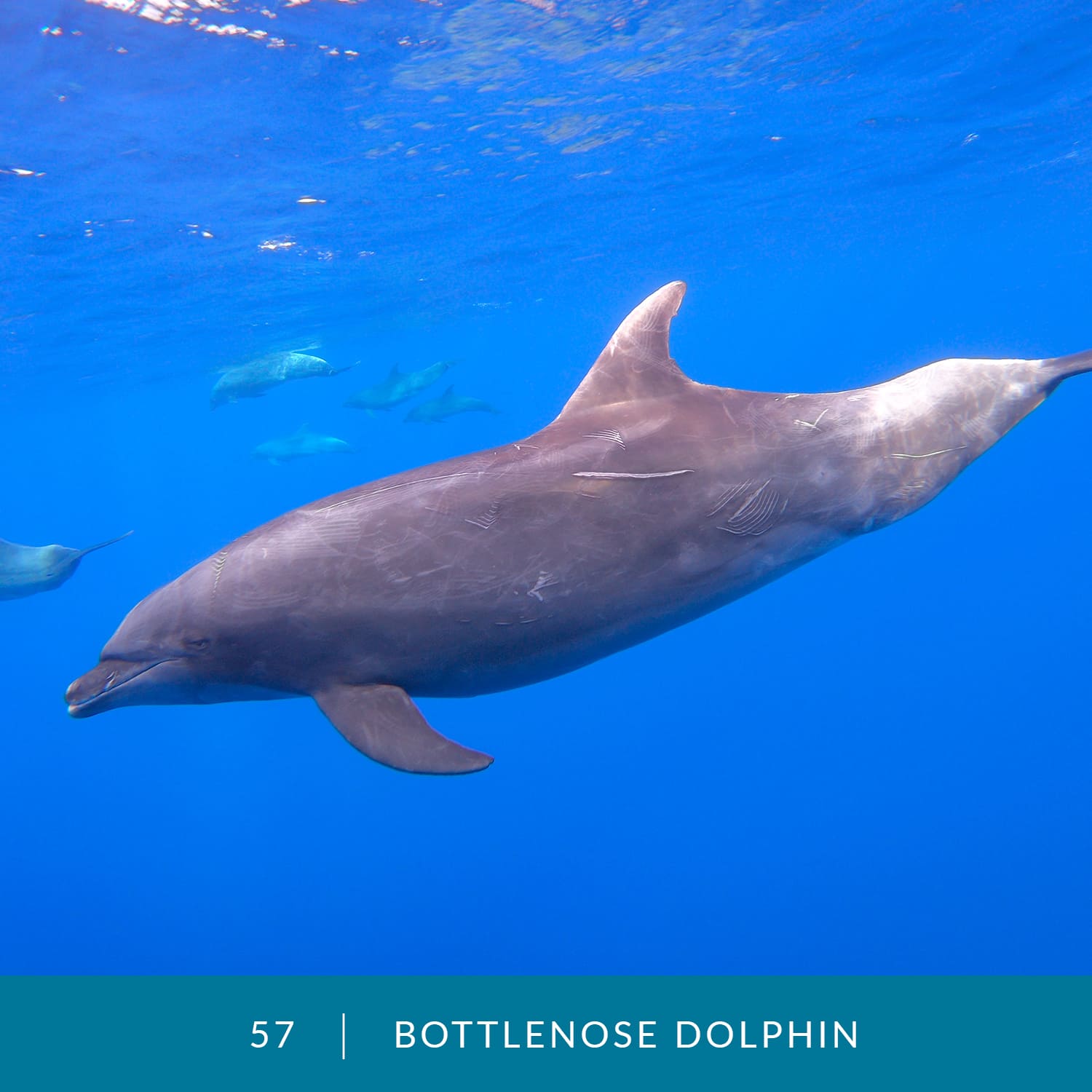 VESS_Fish_Cards_2022_57_Bottlenose-Dolphin