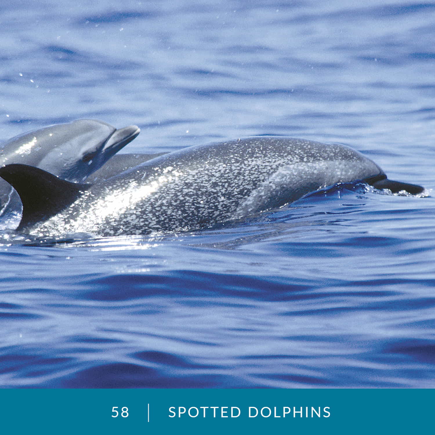 VESS_Fish_Cards_2022_58_Spotted_Dolphins