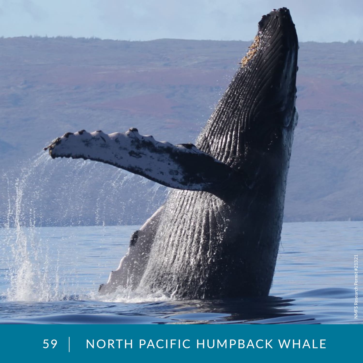 VESS_Fish_Cards_2022_59_North_Pacific_Humpback_Whale