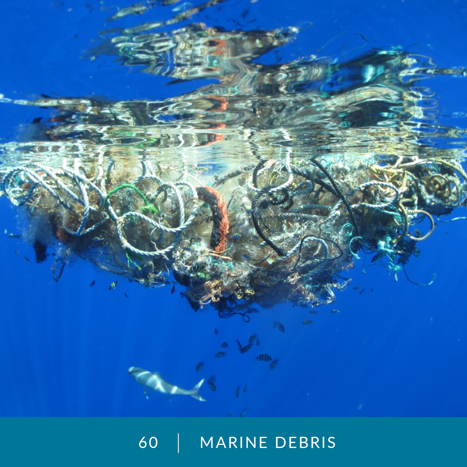 VESS_Fish_Cards_2022_60_Marine-Debris