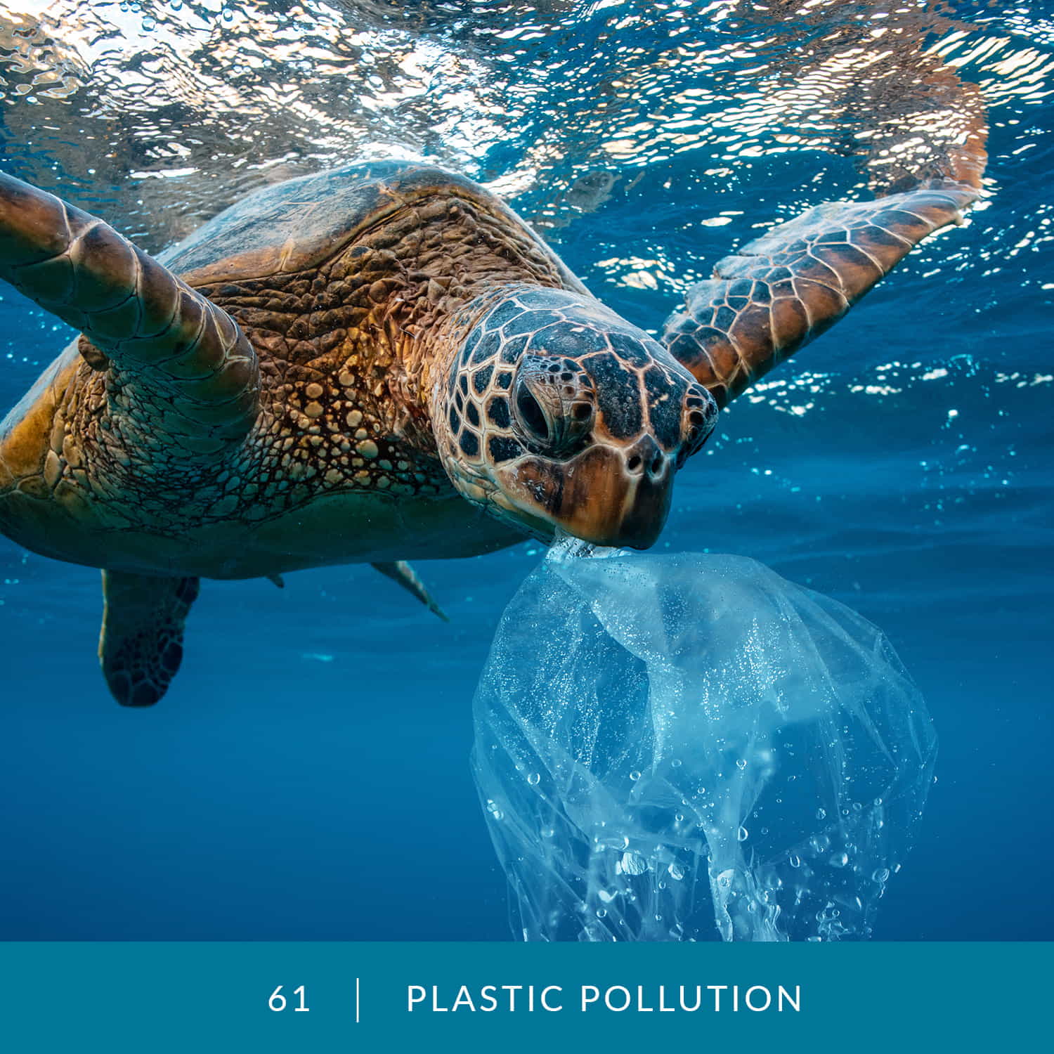 VESS_Fish_Cards_2022_61_Plastic_Pollution