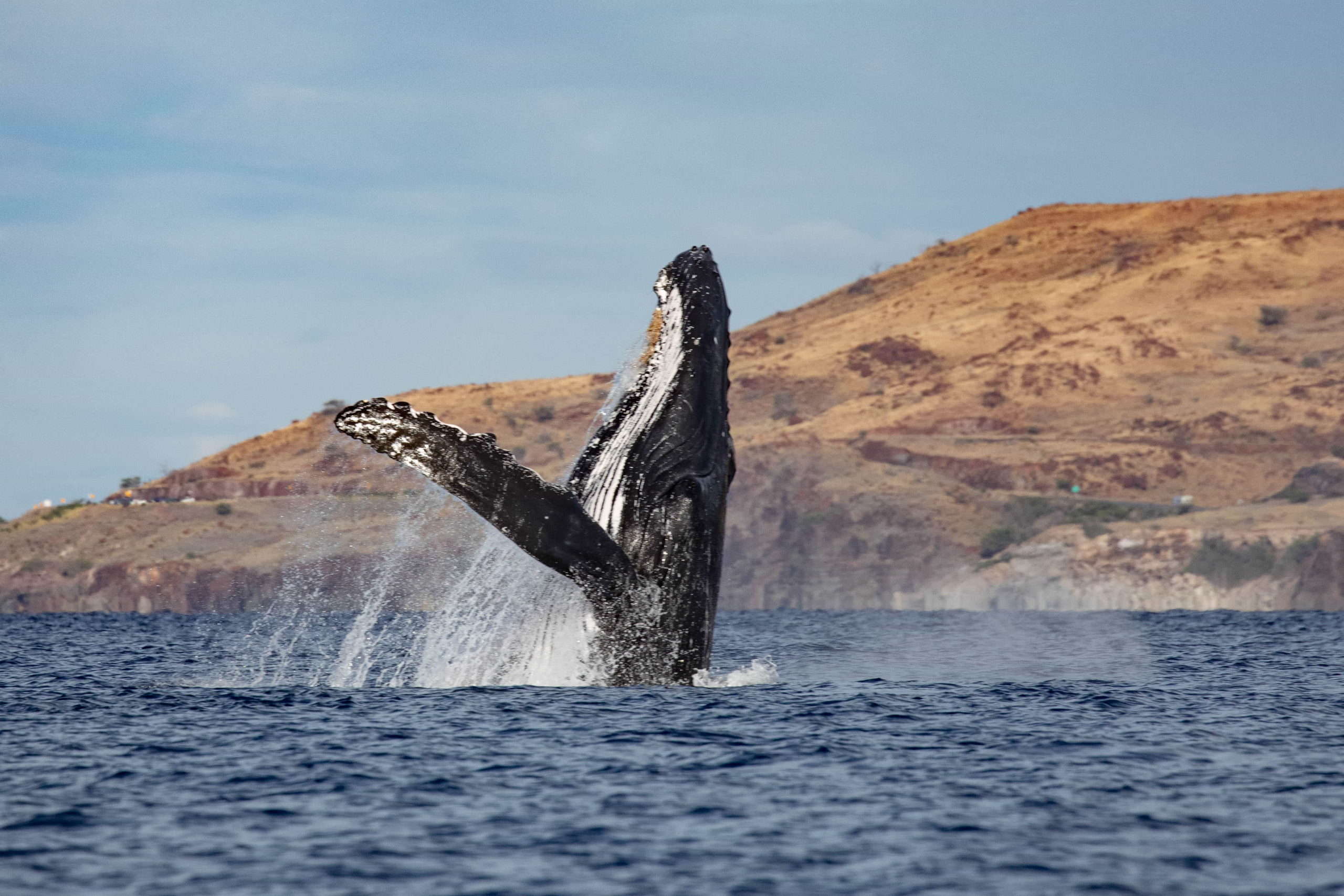 A humpback whale jumping out of the water.