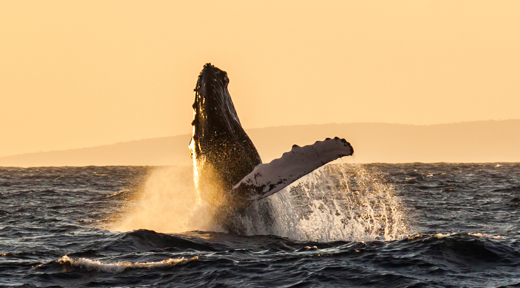 Adult Sunset Whale Watch Sail