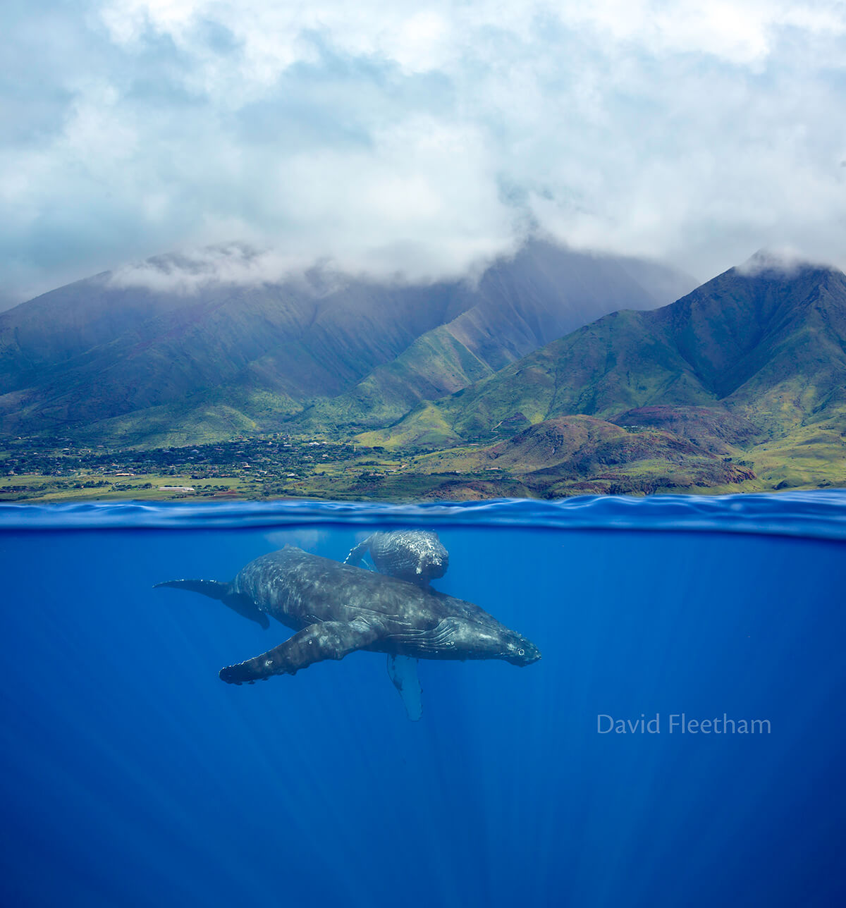 A split image of a pair of humpback whales, underwater in front of the West Maui Mountains.