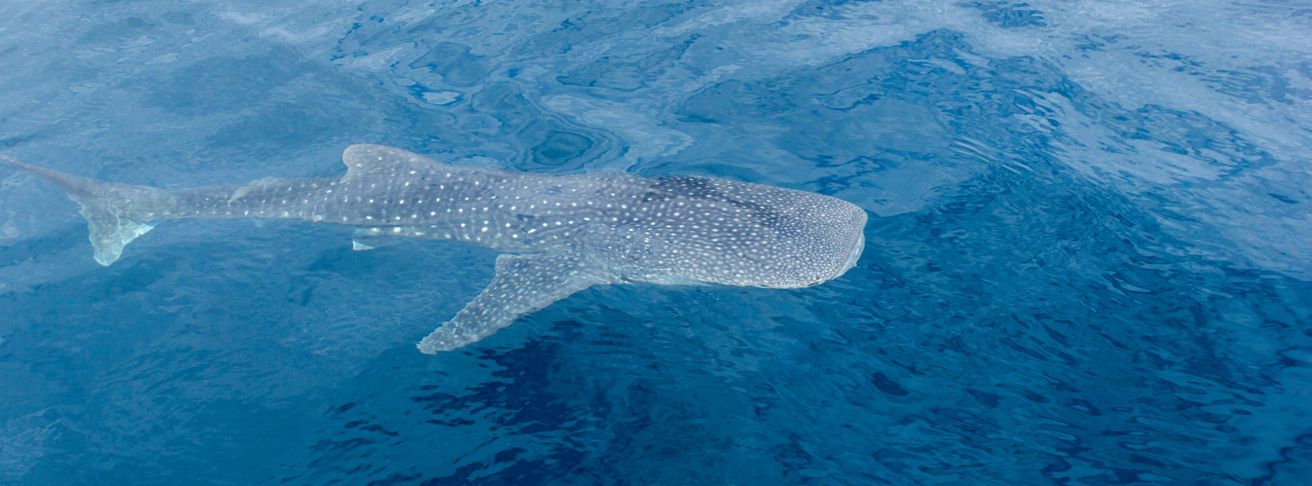 Molokini Wild Side Adventure