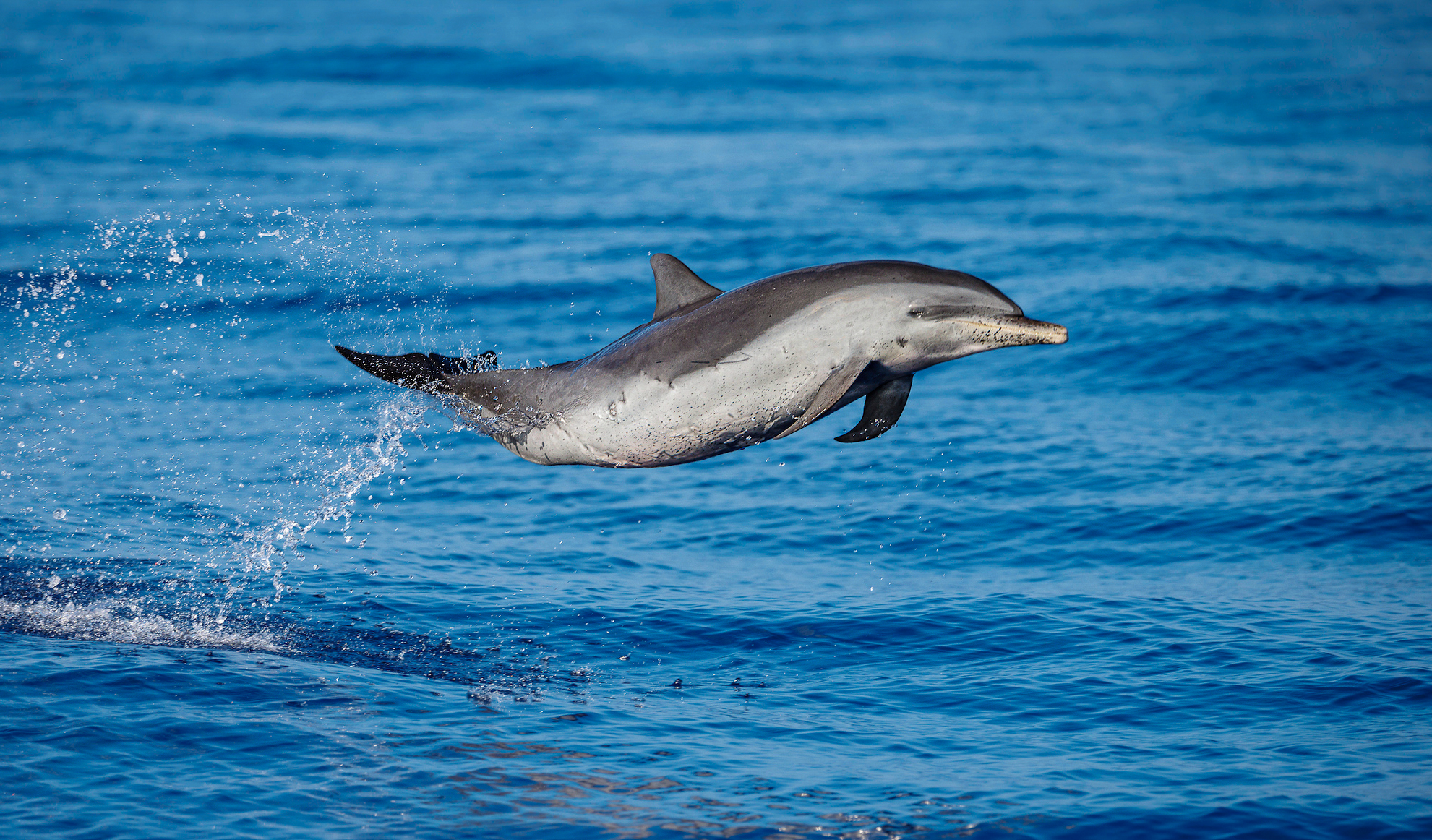 ULTIMATE DOLPHIN WATCH