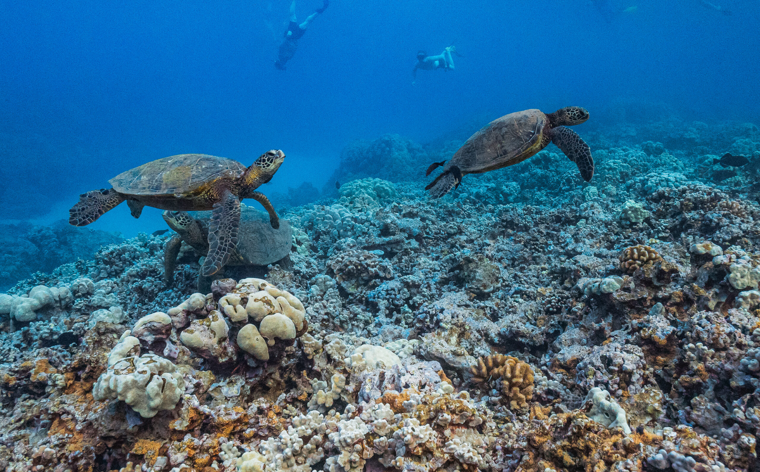 TURTLE REEF SNORKEL