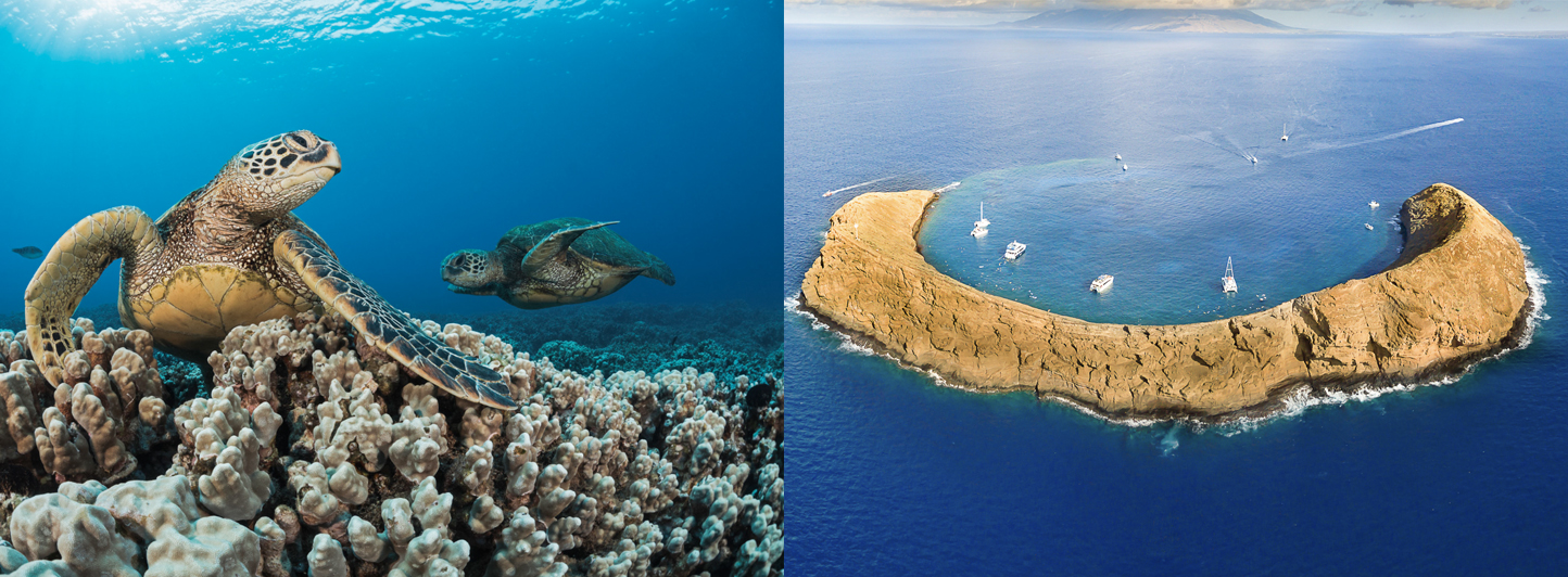 Molokini & Turtle Adventure
