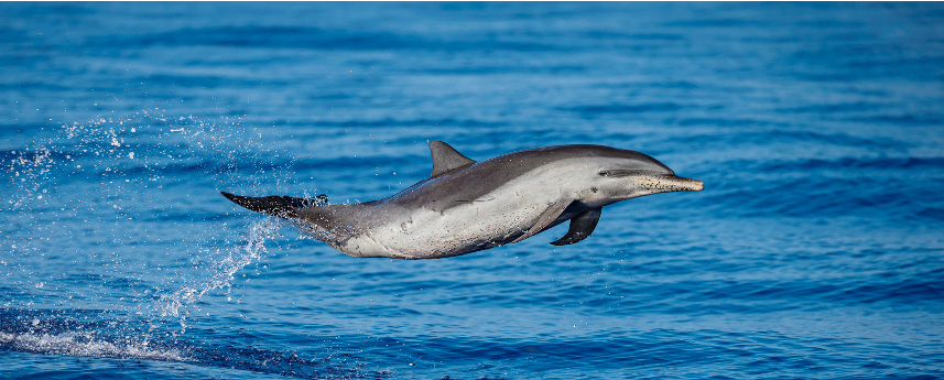 Dolphin Watch Sail Deluxe | Lahaina