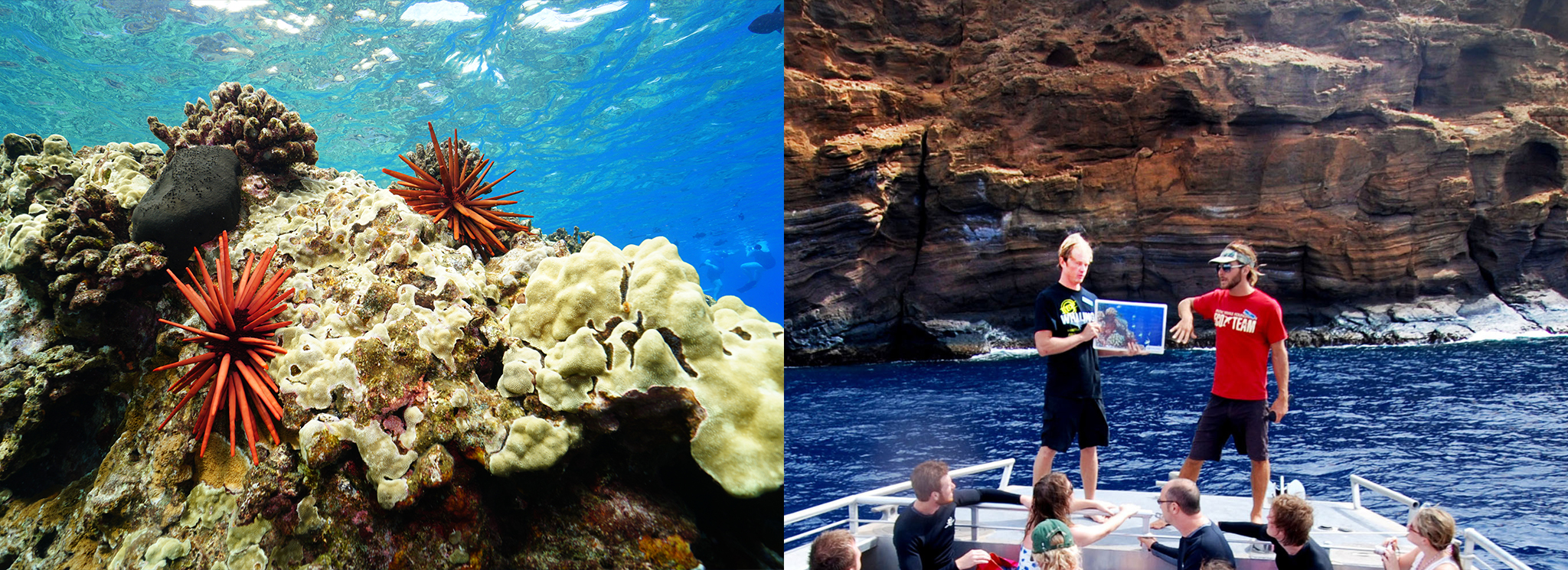 Molokini & Turtle Adventure