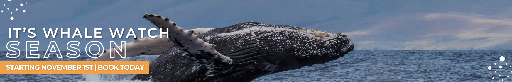 1745x280 Bundle and Save PacWhale Eco-Adventure