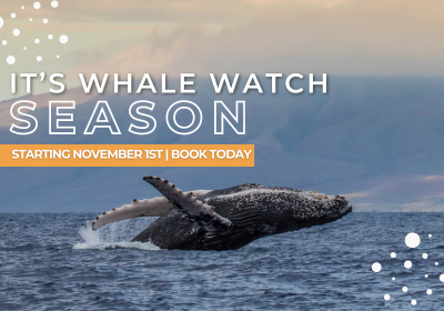 _Bundle and Save PacWhale Eco-Adventure 400x280