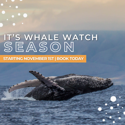 Site-Update-for-PWF--Whale-Watch