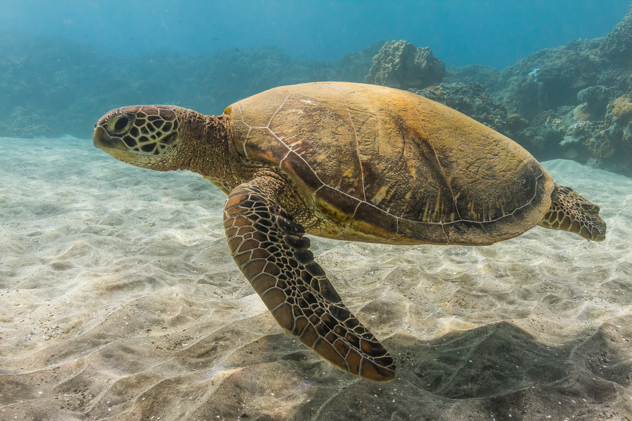 Maui Snorkel & Sunset Sail