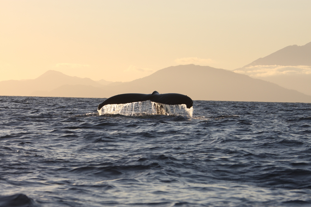 Maui Snorkel & Sunset Whale Watch Sail