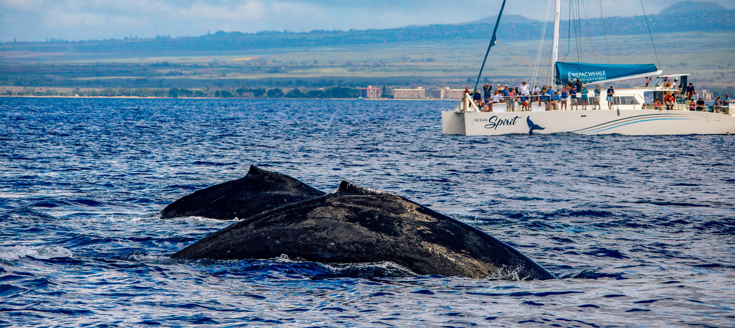 Whale Watch Sail