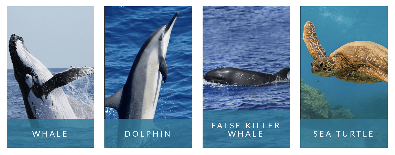 pacwhale